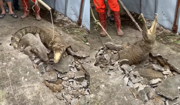 Crocodilo Índia