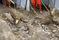 Vídeo com três crocodilos saindo de buraco em calçada na Índia viraliza; assista