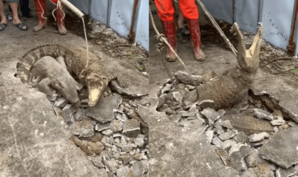 Vídeo com três crocodilos saindo de buraco em calçada na Índia viraliza; assista