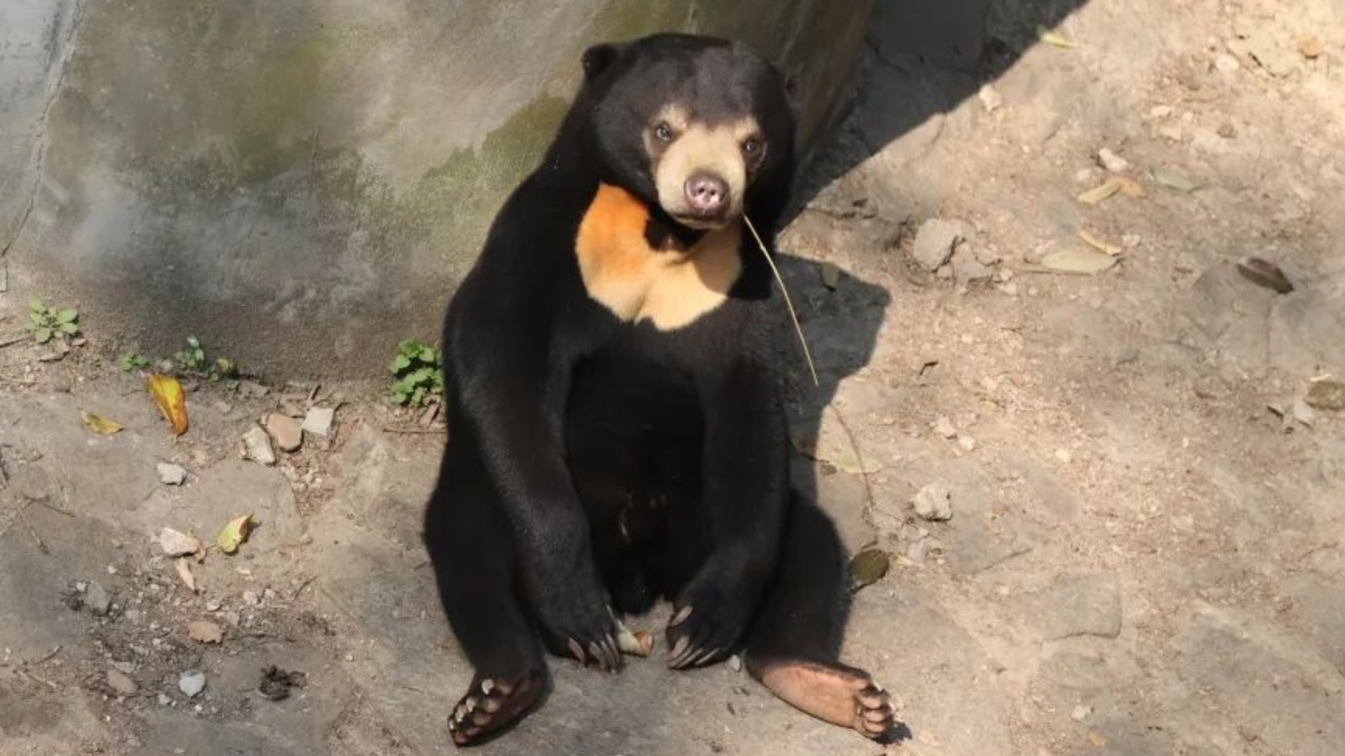 Urso malaio no Zoológico de Hangzhou, na China