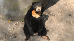 Urso malaio no Zoológico de Hangzhou, na China