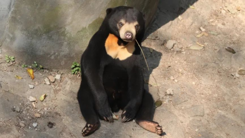 Urso malaio no Zoológico de Hangzhou, na China