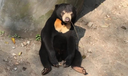 Urso malaio no Zoológico de Hangzhou, na China