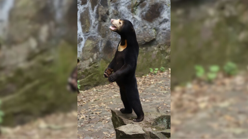 Perfil de Hangzhou, capital da província de Zhejiang, no leste da China, publicou fotos do urso que ficou famoso nas redes sociais após vídeo dele viralizar
