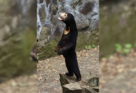 Turistas lotam zoológico chinês após vídeo de urso gerar suspeitas sobre pessoa fantasiada; veja fotos e vídeo