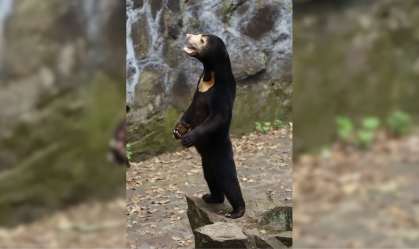 Turistas lotam zoológico chinês após vídeo de urso gerar suspeitas sobre pessoa fantasiada; veja fotos e vídeo
