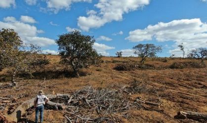 Operação contra o desmatamento aplica cerca de R$ 7 milhões em multas em Minas Gerais