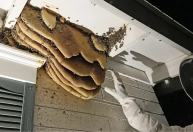 Calor extremo mata abelhas e derrete colmeias no Arizona