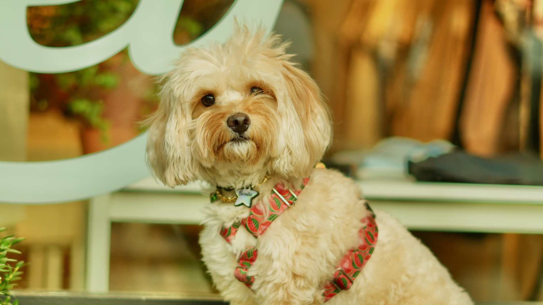 Cão - Cachorro