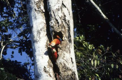 Casal de araras em ninho na Amazônia, em Roraima, em fotografia de novembro de 2017.