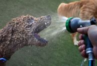 Calor sufocante: veja como aliviar temperatura para seus pets