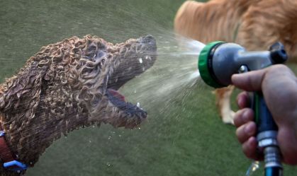 Calor sufocante: veja como aliviar temperatura para seus pets