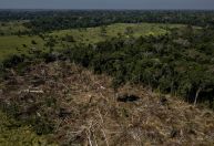 Cúpula da Amazônia deveria se repetir e será importante para pauta da COP-30, dizem especialistas