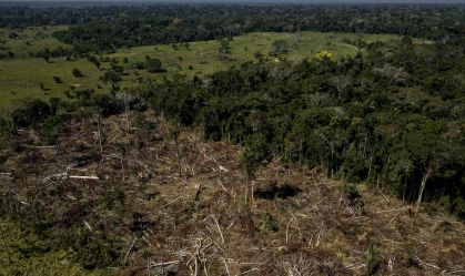 Reflorestamento pode gerar R$ 776 bilhões para o Brasil, diz estudo