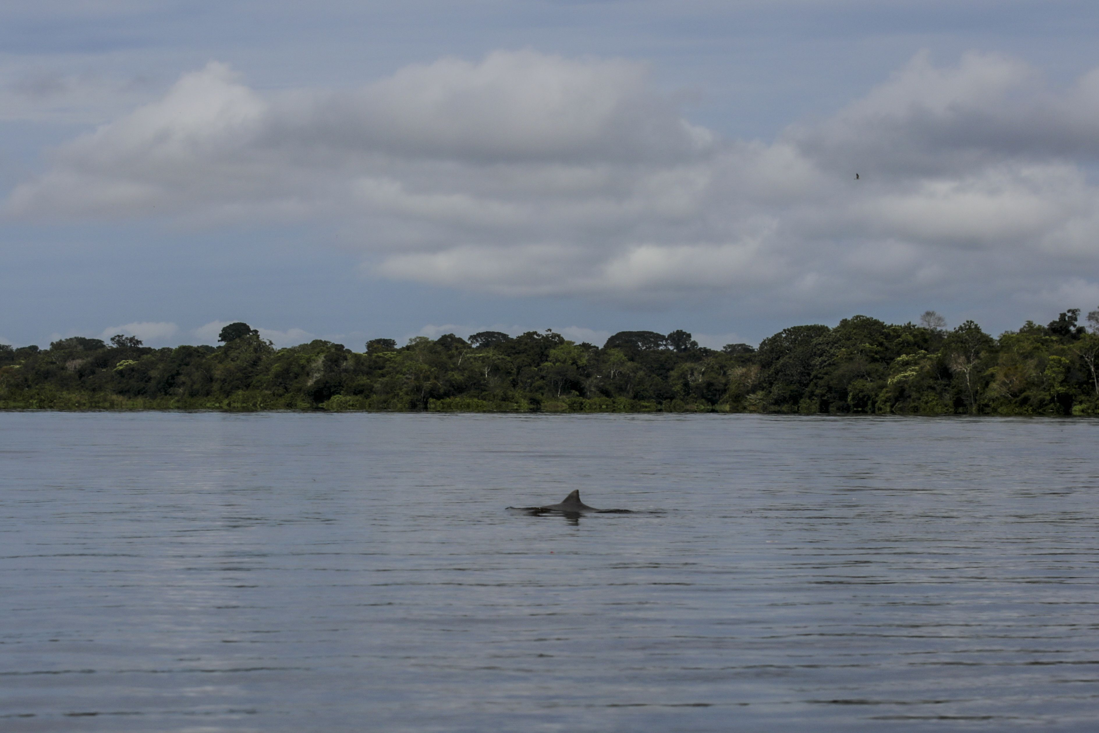 Boto é visto no rio Amazonas, na Colômbia, na Amazônia, em 4 de abril de 2023.