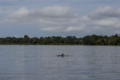 Boto é visto no rio Amazonas, na Colômbia, na Amazônia, em 4 de abril de 2023.