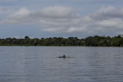 Boto é visto no rio Amazonas, na Colômbia, na Amazônia, em 4 de abril de 2023.