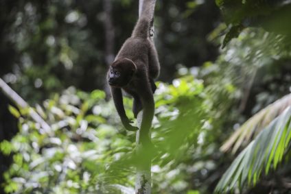 Foto de um macaco-barrigudo (Lagothrix lagotricha) visto na Amazônia colombiana, em abril de 2023.