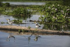 Casal de trinta-réis-grandes, também chamados de andorinha-do-mar, trinta-réis e gaivota, na Amazônia colombiana, em abril de 2023.