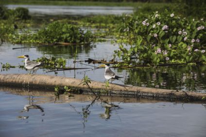 Casal de trinta-réis-grandes, também chamados de andorinha-do-mar, trinta-réis e gaivota, na Amazônia colombiana, em abril de 2023.