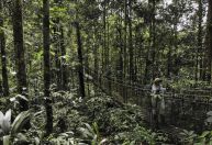 Conferência Internacional Amazônia e Novas Economias começa nesta quarta (30)