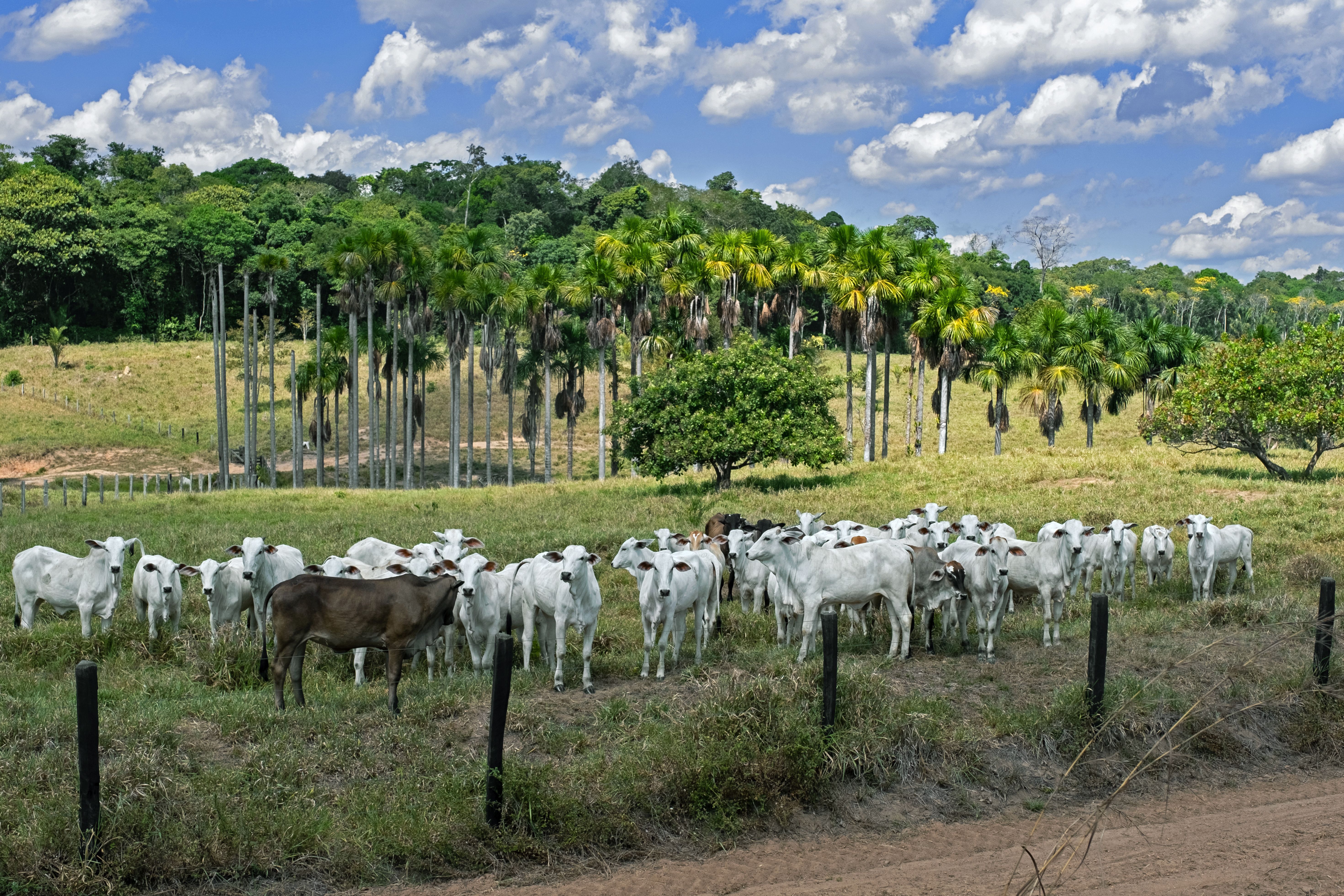 Gado é visto em pasto na bacia do alto rio Amazonas, em Rondônia.