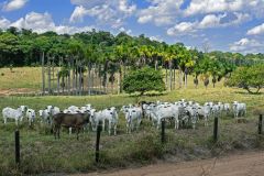 Gado é visto em pasto na bacia do alto rio Amazonas, em Rondônia.