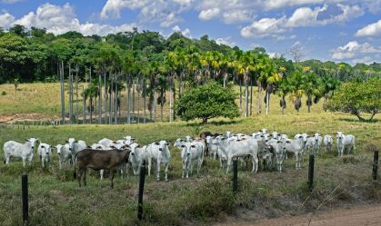 Gado é visto em pasto na bacia do alto rio Amazonas, em Rondônia.