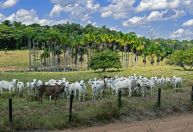 Seguro pecuário atinge arrecadação recorde, mas cobertura ainda é limitada