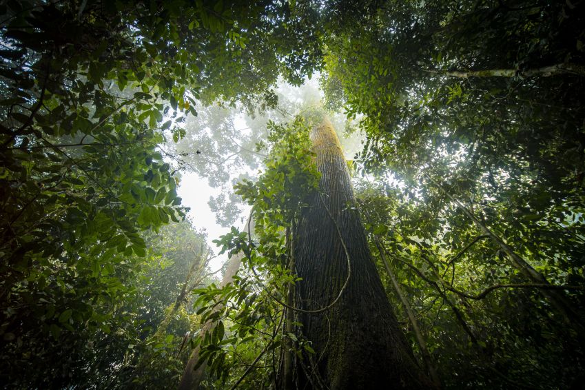 Vista da floresta tropical na Ilha de Bornéu / Khaichuin Sim/Getty Images