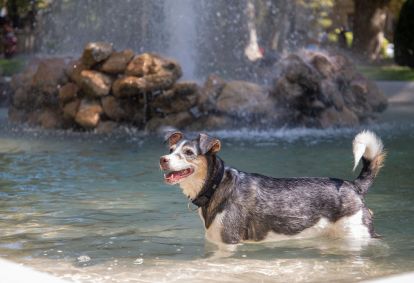 Cachorro tenta se refrescar do forte calor em Zagreb, na Croácia, em 17 de julho de 2023.