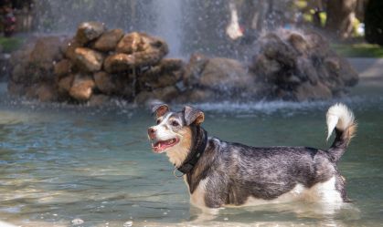 Cachorro tenta se refrescar do forte calor em Zagreb, na Croácia, em 17 de julho de 2023.