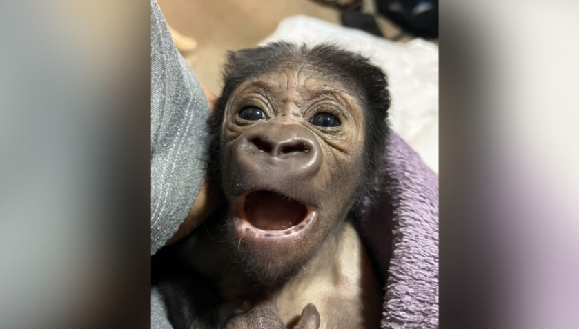 Kaius pesava apenas 2,2 kg ao nascer, um tamanho médio para um gorila recém-nascido / Chad Staples/Mogo Wildlife Park