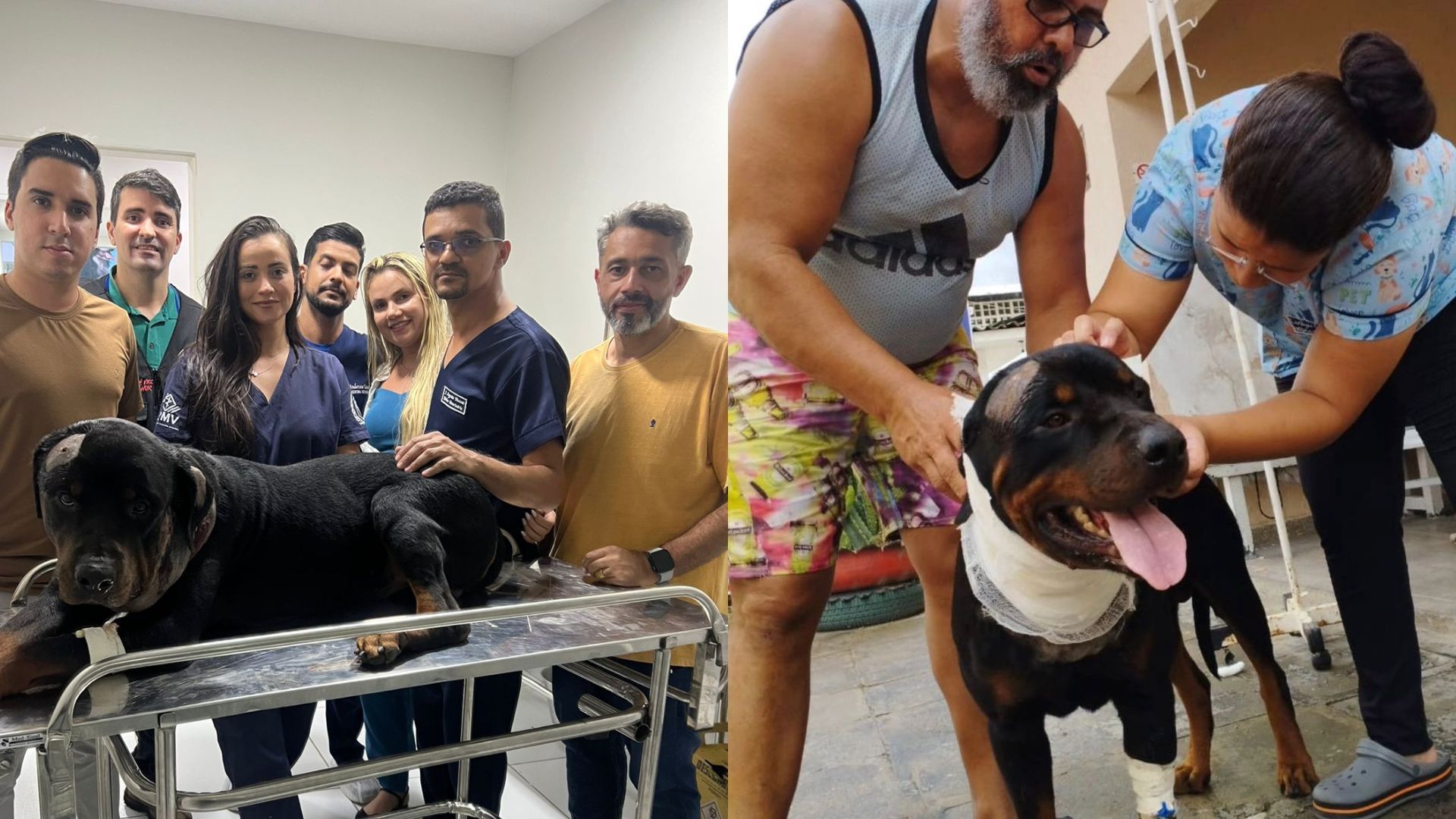 Imagem de destaque do post: Cachorro leva três tiros na cabeça e sobrevive após disparos do dono em João Pessoa