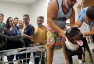 Cachorro leva três tiros na cabeça e sobrevive após disparos do dono em João Pessoa