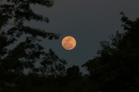 "Lua Cheia das Flores" ocorrerá em 1º de maio; entenda significado
