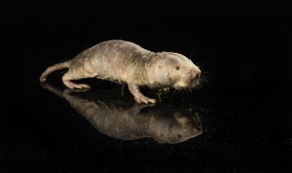Rato-toupeira-pelado
