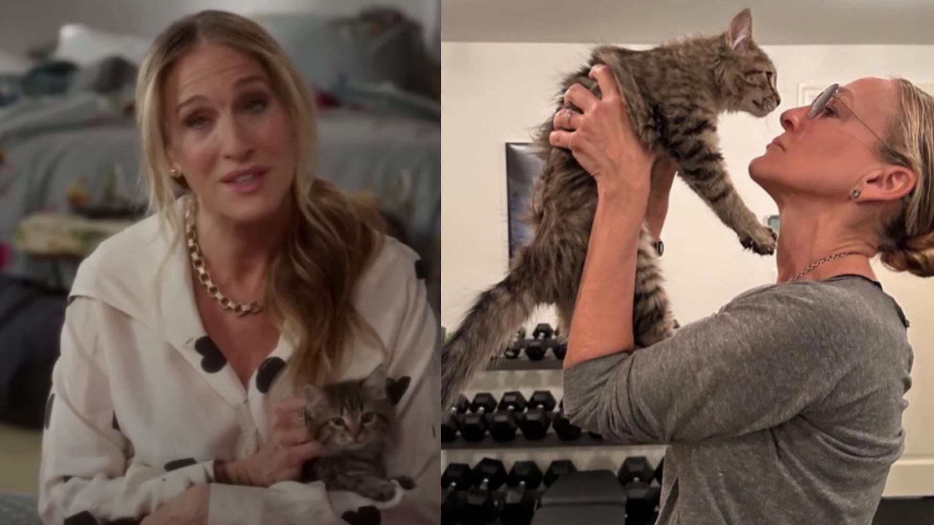 Sarah Jessica Parker Adota Gatinho1