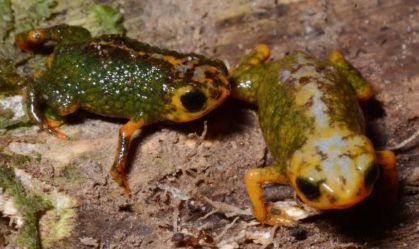 Cientistas descobrem nova espécie de sapo de 1 centímetro em parque de Santa Catarina