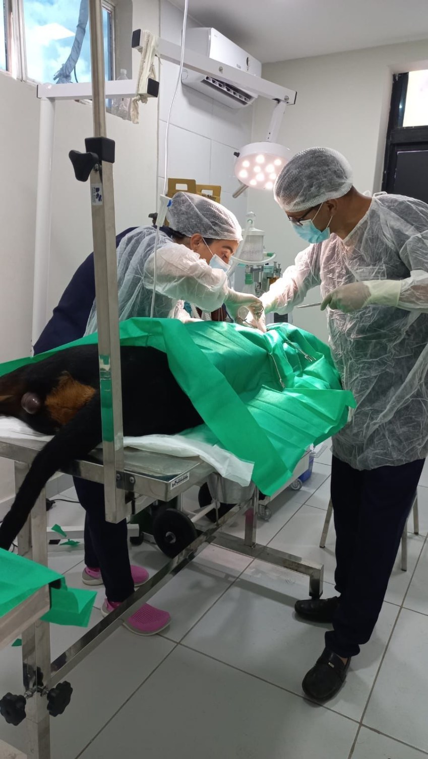 Lucky Negão durante a cirurgia para retirada dos projéteis / Reprodução/Prefeitura de João Pessoa