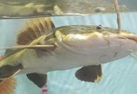 UFPA já descobriu 21 espécies no Xingu e tem um dos maiores bancos de dados sobre peixes da Amazônia
