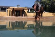 Elefanta completa 60 anos a ganha festa no BioParque do Rio de Janeiro