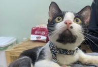 Gato apocalíptico deixa tutora desesperada durante pós-operatório e viraliza