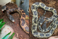Cobra de duas cabeças volta a ser exposta em zoológico do Texas: “Estamos entusiasmados”