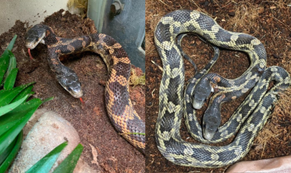 Cobra de duas cabeças volta a ser exposta em zoológico do Texas: "Estamos entusiasmados"
