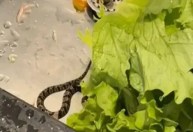 Amigas se desesperam ao encontrar cobra em alface em Goiás; assista