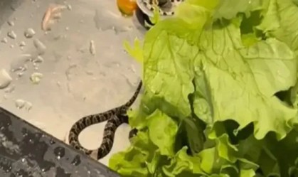 Amigas se desesperam ao encontrar cobra em alface em Goiás; assista
