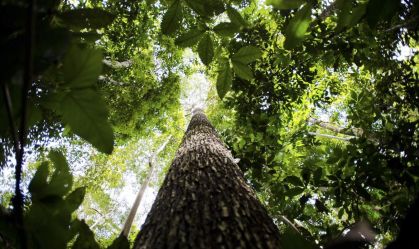 floresta-amazonica