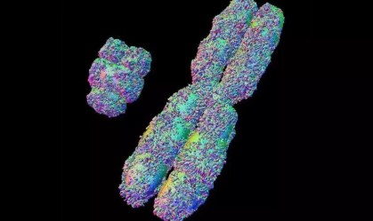 Cientistas sequenciam completamente o cromossomo Y humano pela primeira vez