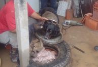 Cachorro preso em roda de caminhão é salvo por bombeiros em MG; veja vídeo